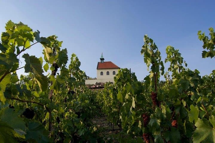 Prague Wine Tasting Walking Tour: 2.5-Hour Local Wines & City Vineyards photo 3