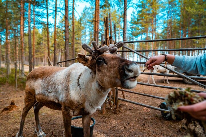 Rovaniemi Summer Highlights: Ounasvaara, Husky & Arctic Circle Day Tour