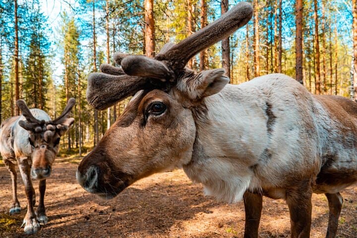 Rovaniemi Summer Highlights: Ounasvaara, Husky & Arctic Circle Day Tour photo 2