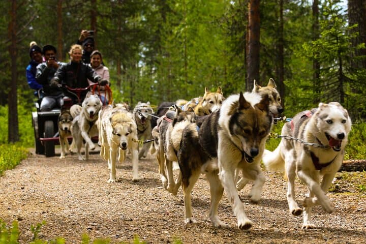 Rovaniemi Summer Highlights: Ounasvaara, Husky & Arctic Circle Day Tour photo 3