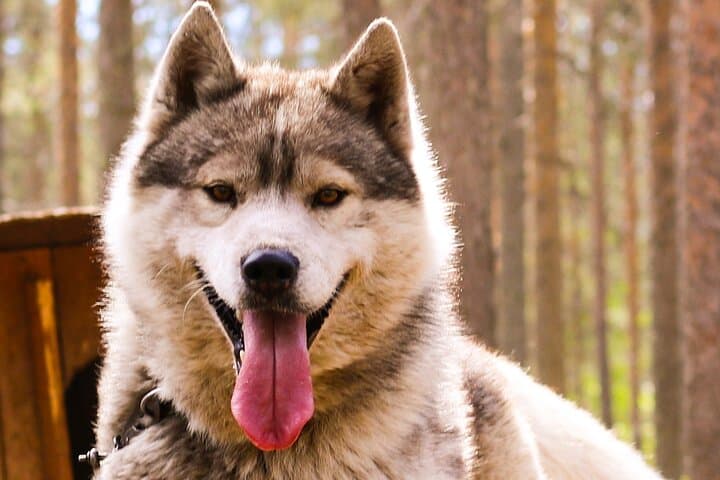 Rovaniemi Summer Highlights: Ounasvaara, Husky & Arctic Circle Day Tour photo 4
