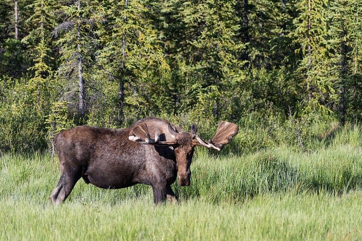 Denali Photo Excursion: Small-Group Photography Tour in Denali National Park photo 3