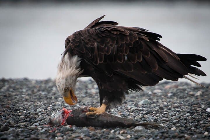 Exploring Alaska’s Chilkat Bald Eagle Preserve: Private Float Trip in Haines photo 5