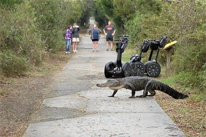 Huntington Beach State Park Segway Tour — 2-Hour Wildlife Ride in Myrtle Beach photo 4