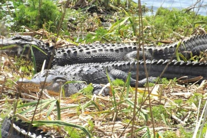 Huntington Beach State Park Segway Tour — 2-Hour Wildlife Ride in Myrtle Beach photo 2
