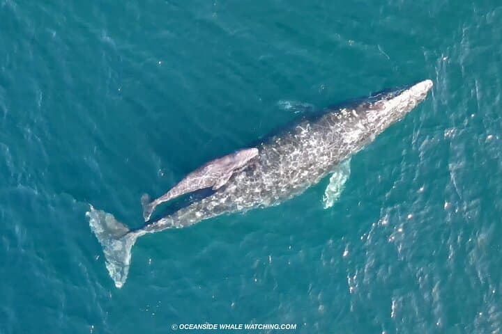 Luxury Two-Hour Whale Watching from Oceanside Harbor photo 6