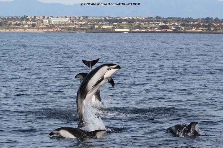 Luxury Two-Hour Whale Watching from Oceanside Harbor photo 5