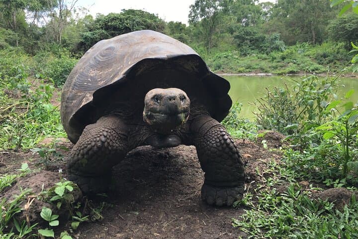 Galapagos Giant Tortoise Reserve & Los Gemelos Highlands Private Tour photo 4