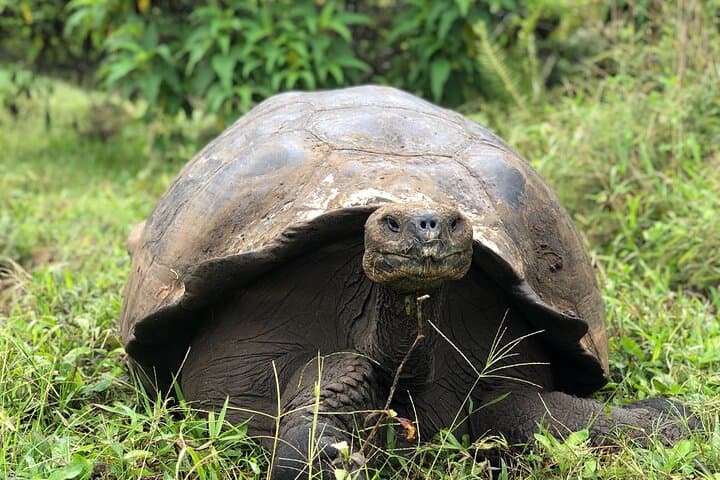 Galapagos Giant Tortoise Reserve & Los Gemelos Highlands Private Tour photo 5