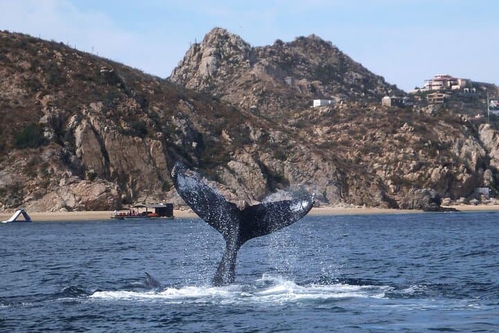 Cabo 2-Tank Marine Reserve Dive: Pelican Rock, El Arco & The Corridor photo 3