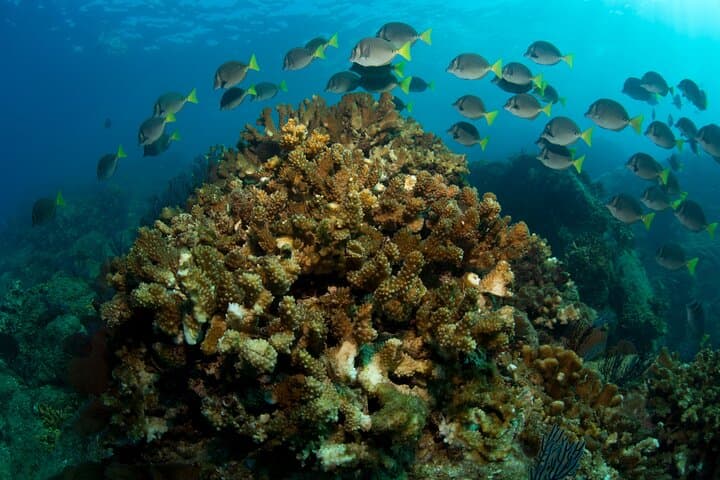 Cabo 2-Tank Marine Reserve Dive: Pelican Rock, El Arco & The Corridor photo 4