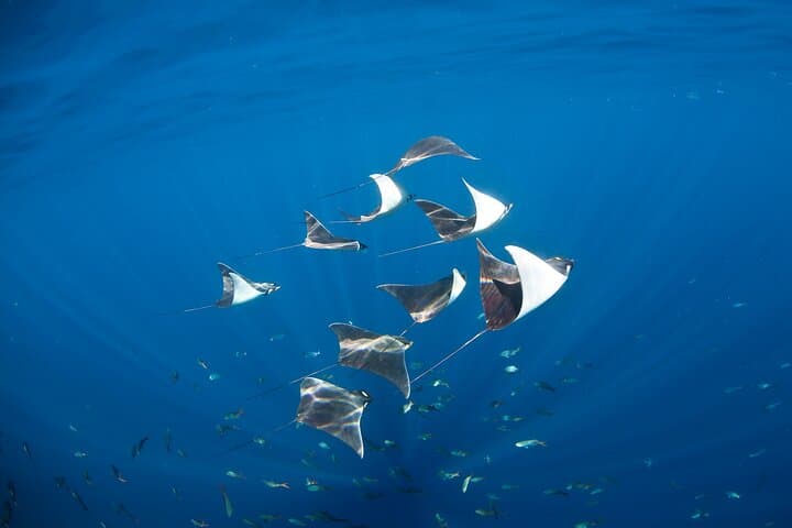 Cabo 2-Tank Marine Reserve Dive: Pelican Rock, El Arco & The Corridor photo 5