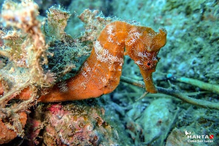 Cabo San Lucas 2-Tank Dive: Explore Pelican Rock, Sand Falls & Sea Lions photo 6