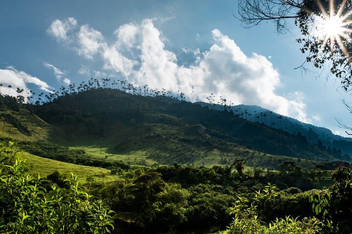 Exploring Cocora Valley: A Full-Day Climb Through Colombia’s Cloud Forests and Wax Palm Giants