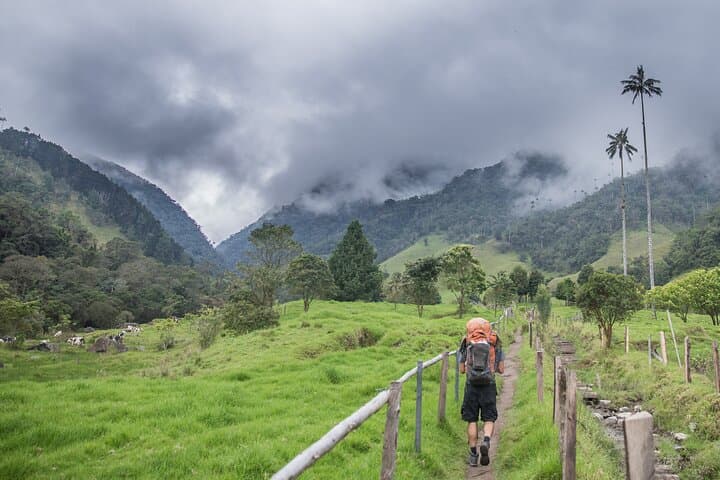 Exploring Cocora Valley: A Full-Day Climb Through Colombia’s Cloud Forests and Wax Palm Giants photo 2