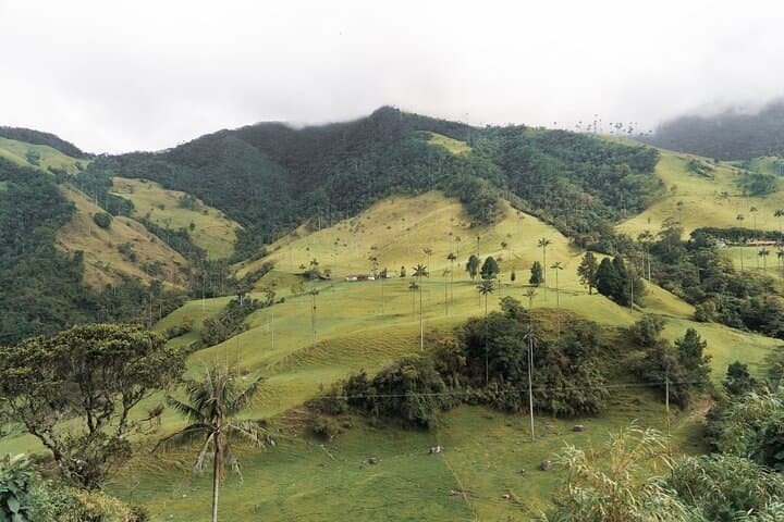 Exploring Cocora Valley: A Full-Day Climb Through Colombia’s Cloud Forests and Wax Palm Giants photo 3