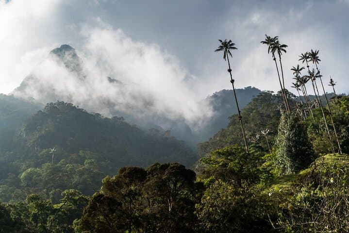 Exploring Cocora Valley: A Full-Day Climb Through Colombia’s Cloud Forests and Wax Palm Giants photo 4