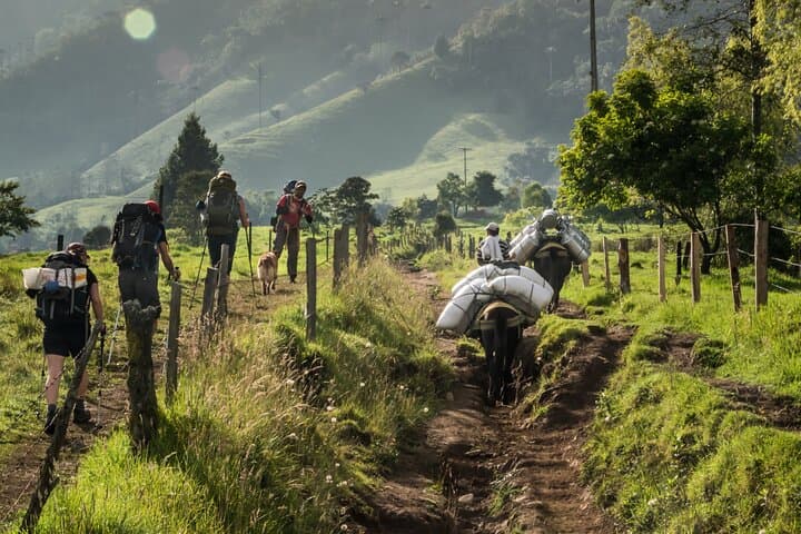 Exploring Cocora Valley: A Full-Day Climb Through Colombia’s Cloud Forests and Wax Palm Giants photo 5