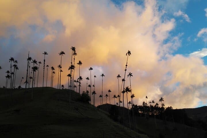 Exploring Cocora Valley: A Full-Day Climb Through Colombia’s Cloud Forests and Wax Palm Giants photo 6