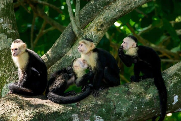 Manuel Antonio National Park Guided Walk — Wildlife, Beaches & Short Coastal Trails photo 3