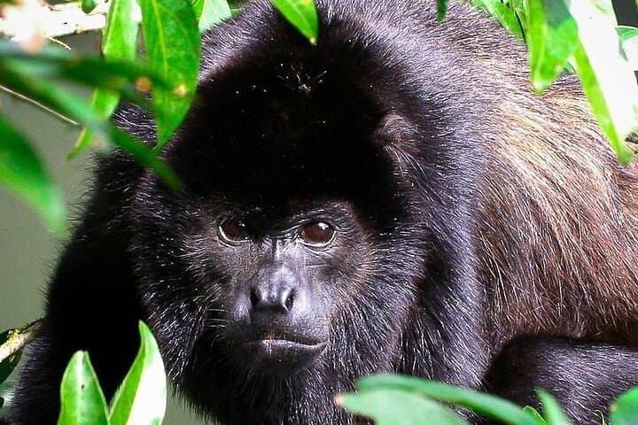 Manuel Antonio National Park Guided Walk — Wildlife, Beaches & Short Coastal Trails photo 5