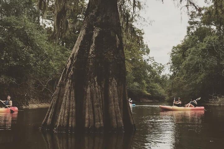 Manchac Swamp Kayak and Whitney Plantation Combo from New Orleans photo 4
