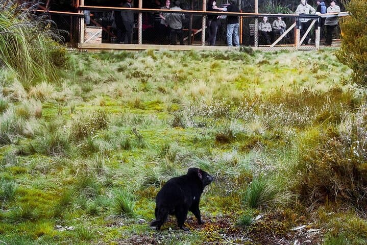 Tasmanian Devil Feeding Tour at Cradle Mountain — 1-Hour Sanctuary Experience photo 5