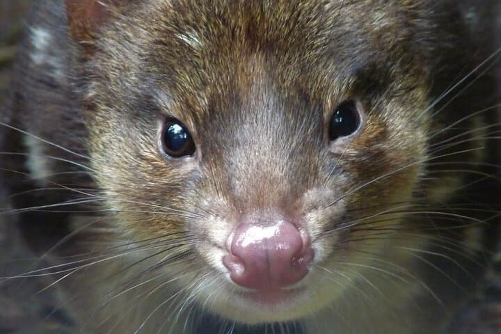 Tasmanian Devil Feeding Tour at Cradle Mountain — 1-Hour Sanctuary Experience photo 6