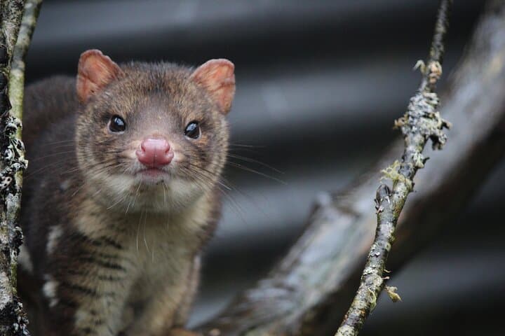Day Keeper Tour at Devils@Cradle — Up-Close Tasmanian Devil Sanctuary Experience photo 5