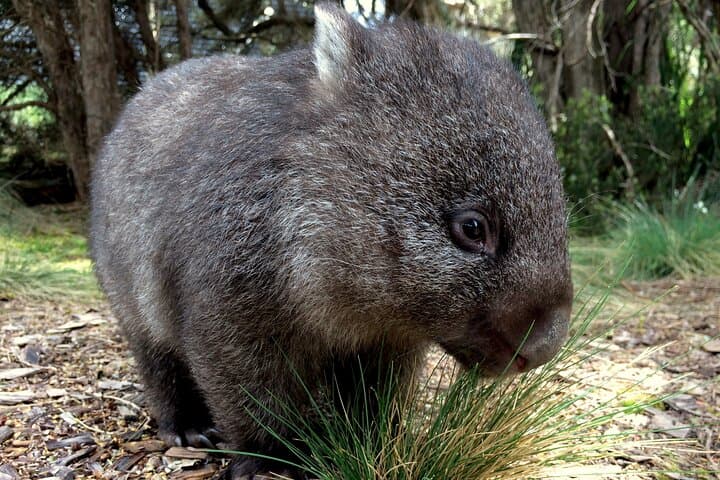 Day Keeper Tour at Devils@Cradle — Up-Close Tasmanian Devil Sanctuary Experience photo 6