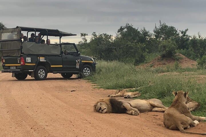Full-Day Kruger National Park Game Drive — 160km Safari from Hazyview photo 1