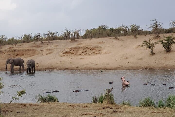 Full-Day Kruger National Park Game Drive — 160km Safari from Hazyview photo 4