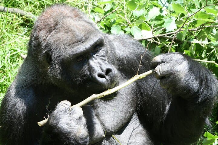3-Day Bwindi Gorilla Tracking & Batwa Culture Experience in Uganda photo 6