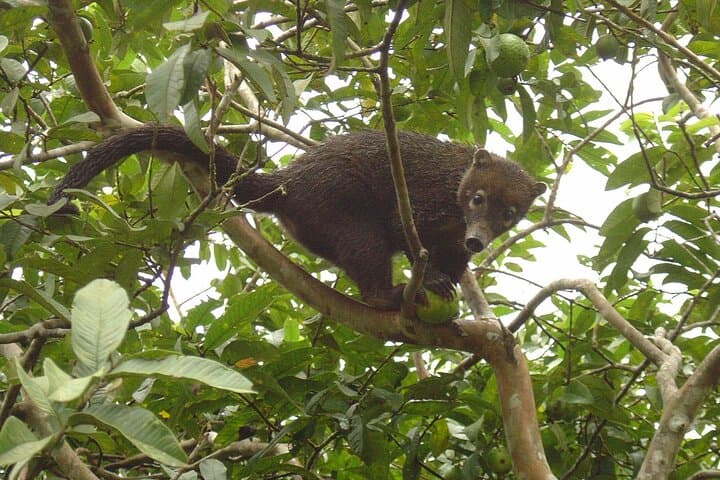 Safari Float on Corobicí River: Crocodile-Spotting Raft Trip from Playa Flamingo photo 4