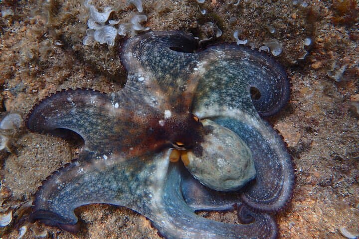 Costa Brava Kayak, Snorkel & Cliff Jump Day Tour from Barcelona photo 3