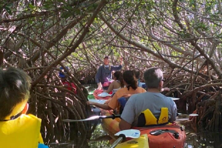 Key West Mangrove Kayak Eco Tour: Backcountry Paddle Guide photo 6