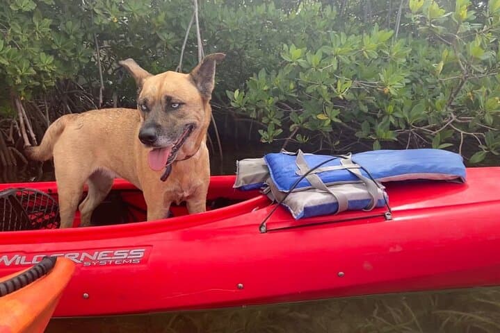 Key West Mangrove Kayak Eco Tour: Backcountry Paddle Guide photo 3