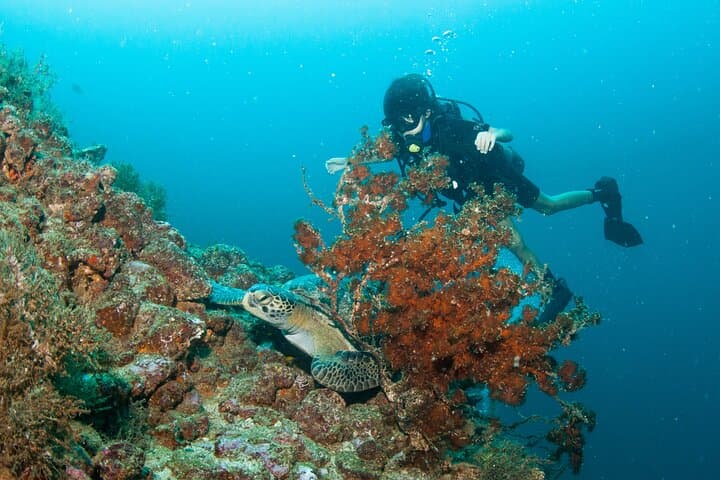 Scuba Diving Puerto Vallarta: Marietas Islands & Los Arcos Day Trips photo 2