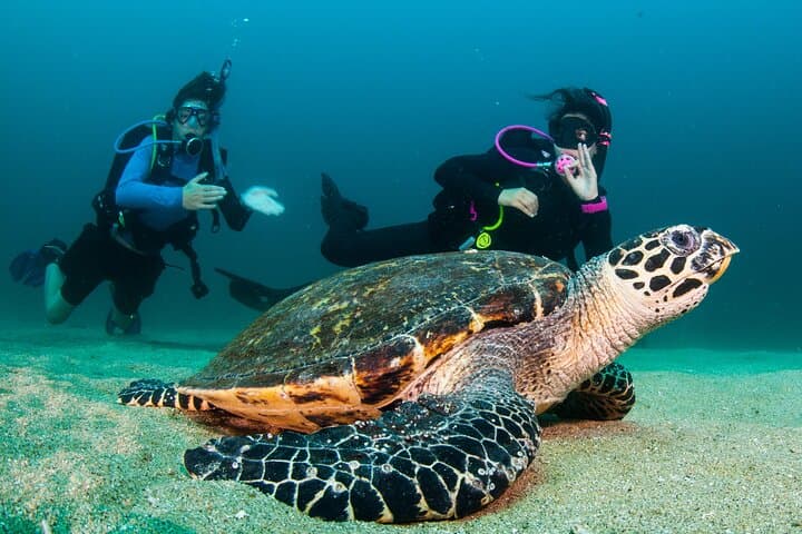 Scuba Diving Puerto Vallarta: Marietas Islands & Los Arcos Day Trips photo 4