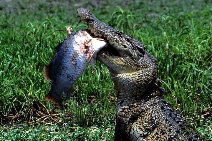 Corroboree Billabong 2.5‑Hour Lunch Cruise — Kakadu Wetlands Wildlife Cruise from Darwin