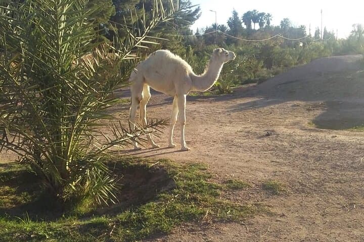 Private Camel Ride in Marrakech's Palmeraie — 1-Hour Guided Experience