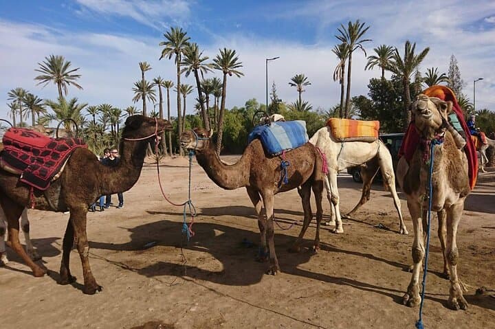 Private Camel Ride in Marrakech's Palmeraie — 1-Hour Guided Experience photo 2