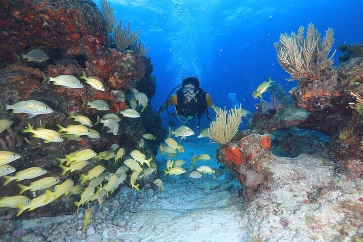 Two-Tank Beginner Scuba in Cancun: MUSA & Manchones Reef Guide photo 4