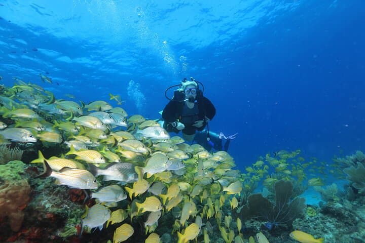 Two-Tank Beginner Scuba in Cancun: MUSA & Manchones Reef Guide photo 5