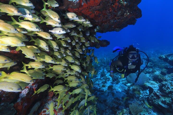 Two-Tank Beginner Scuba in Cancun: MUSA & Manchones Reef Guide photo 6