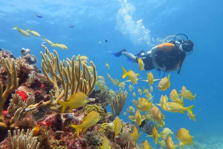 Cancun 2-Tank Dive: MUSA Underwater Museum & Manchones Reef for Certified Divers photo 5