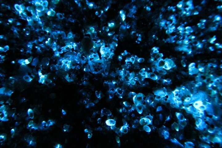 Night Kayak in Tomonoura: See Japan's Glowing Sea Fireflies photo 3