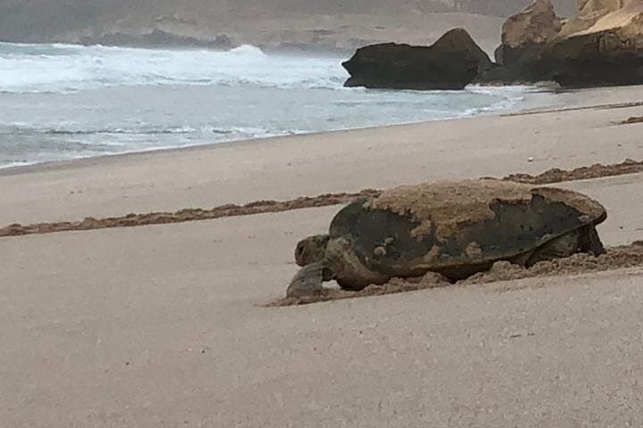 7-Day Oman Adventure: Wahiba Sands, Wadi Shab, Nizwa & Jebel Shams photo 6