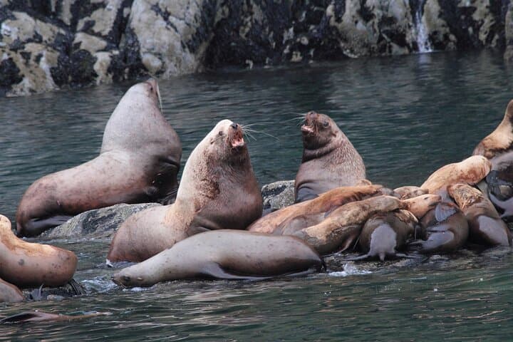 Meares Glacier Cruise from Valdez: Glacier Faces, Whales & Prince William Sound Wildlife photo 3