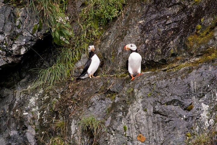 Meares Glacier Cruise from Valdez: Glacier Faces, Whales & Prince William Sound Wildlife photo 4